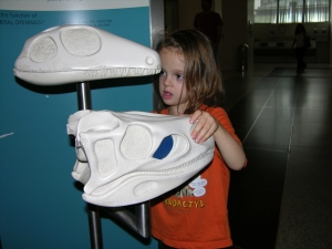 Peo looking at the museum's model of antorbital openings.