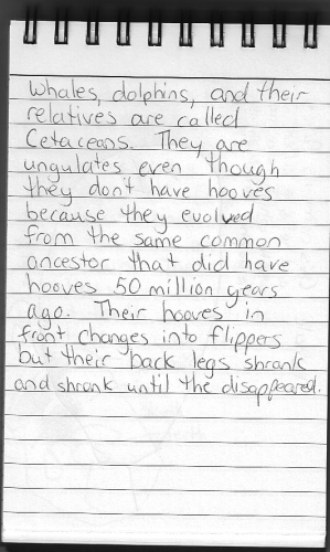 Evolution Journal - Page 23 - Cetaceans