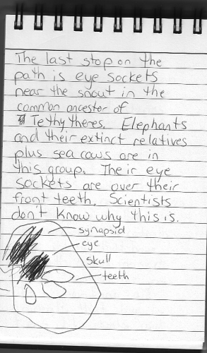 Evolution Journal - Page 24 - Eye Sockets Near The Snout