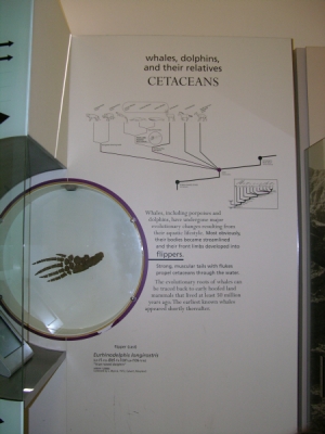 Peo's photo of the tall Cetaceans display.