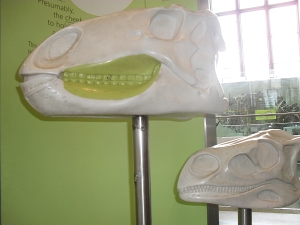 Peo's photo of the inset tooth rows model.