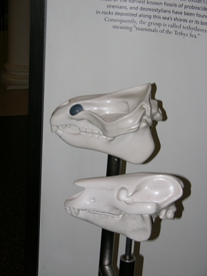 Mummy's photo of the model showing eyes near the snout.