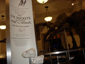 Peo's photo of the model of eye sockets near the snout.