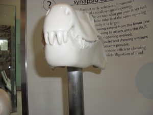 Peo's first photo of the synapsid model.