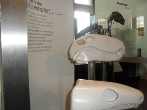 Peo's second photo of the synapsid model.