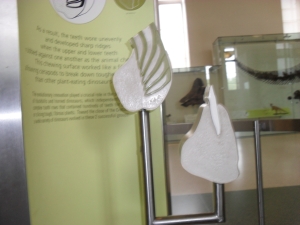 Peo's photo of the uneven enamel model.