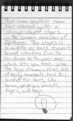 Evolution Journal - Page 21 - Stirrup-Shaped Ear Bones