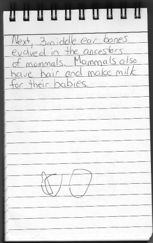 Evolution Journal - Page 19 - 3 Middle Ear Bones